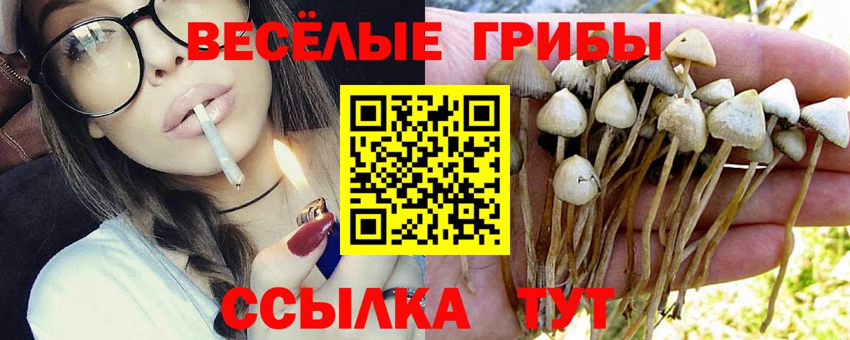 Псилоцибиновые грибы Psilocybe  Алейск 
